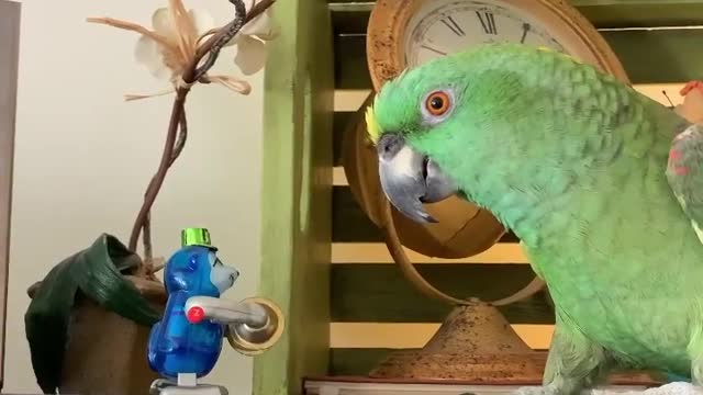 Parrot Gets Annoyed And Attempts To Bite Wind-up Toy