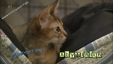 Abyssinian cat & kittens