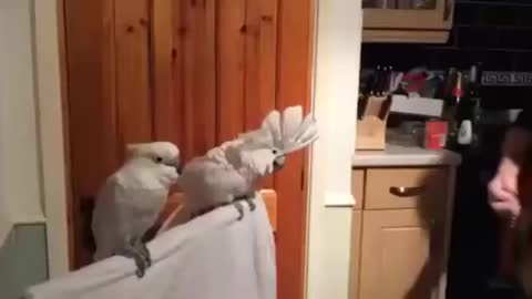 Cockatoo feeds labrader video interest