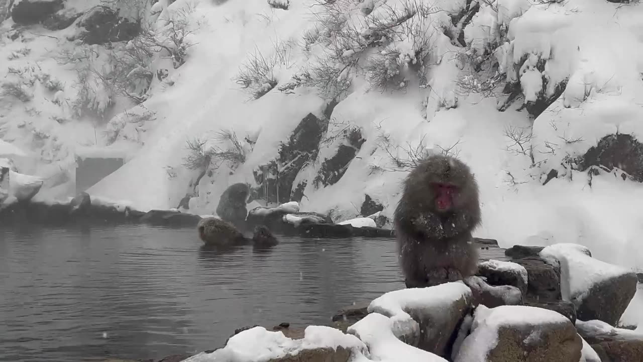 Snow Monkeys Soak In Japanese Hot Springs