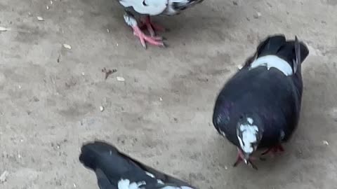 Beautiful Pigeons