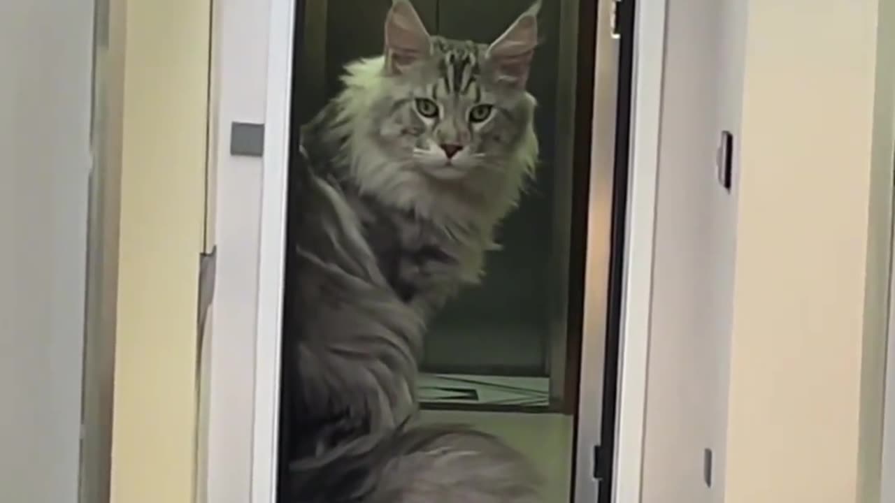 Funny cat video | animal video | funny video | cat video