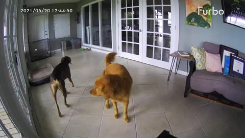 Furbo caught this dog stopping his fur-sibling from having a seizure!