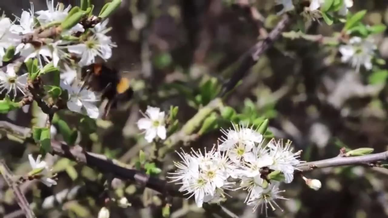 Relaxing Music | Sleeping, Meditation, Stress Relief | [7380] ⭐️