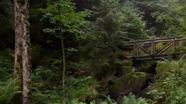 Quiet Forest