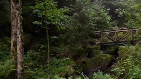 Quiet Forest