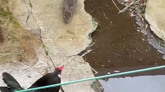 Rat vs Mouse? Who wins!?