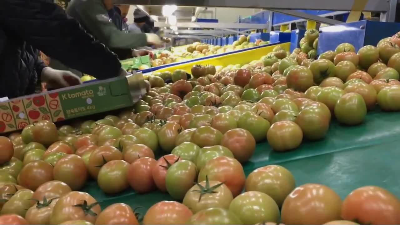 Korea Amazing Agriculture Technology Awesome Greenhouse Tomato