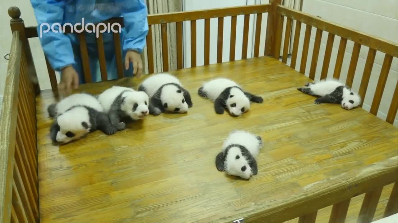 Baby panda party