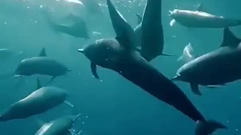 Sound of a group of dolphins, sound waves?！