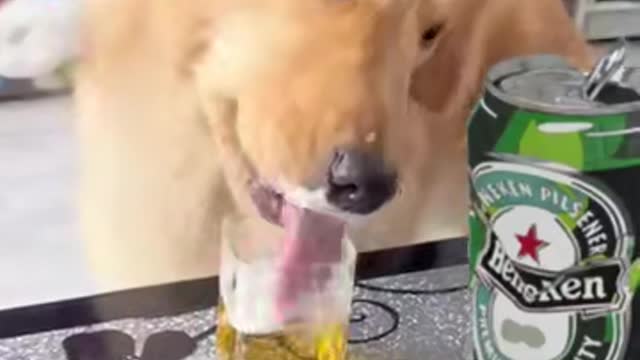 The drunk dog