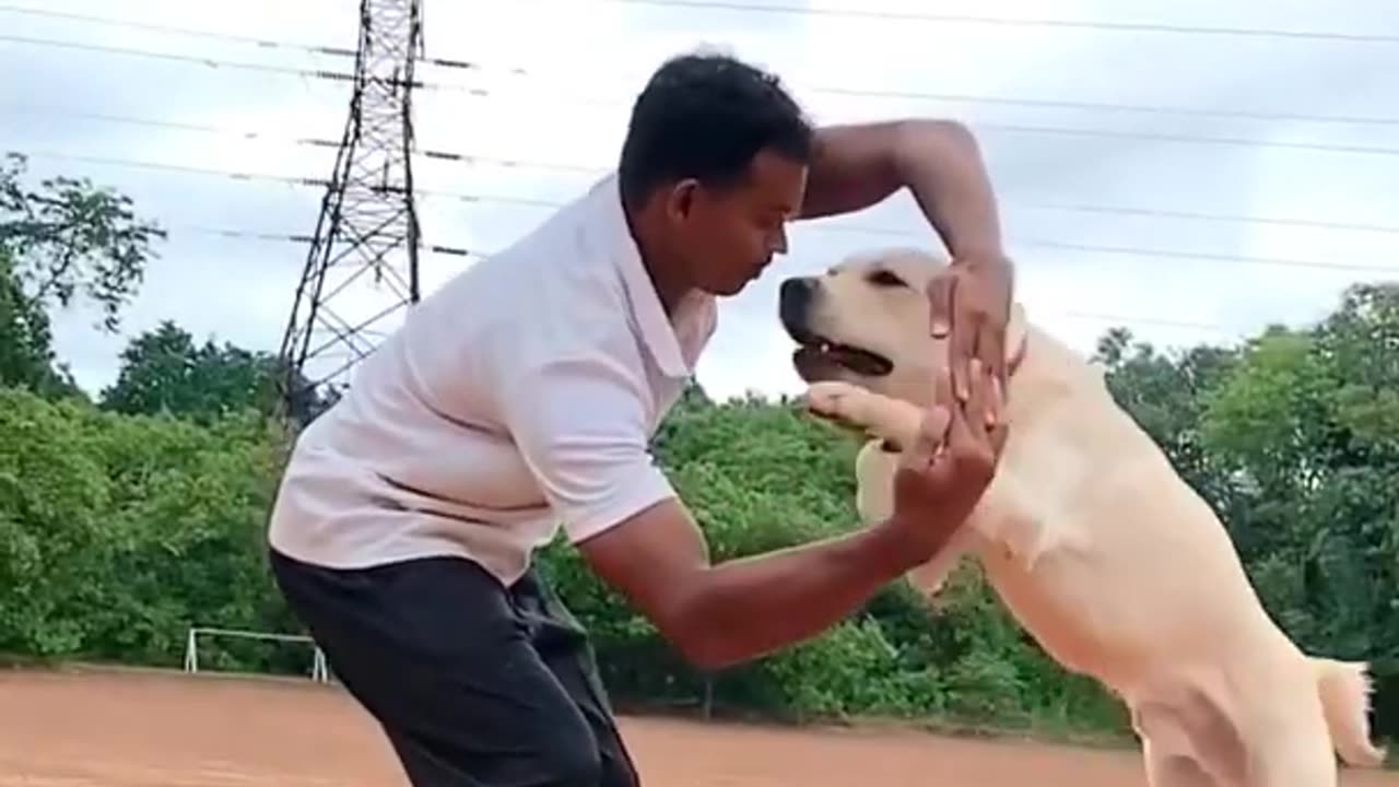 Dogs training