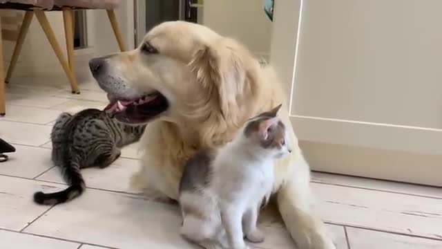 Cute Kittens Wake Up a Golden Retriever