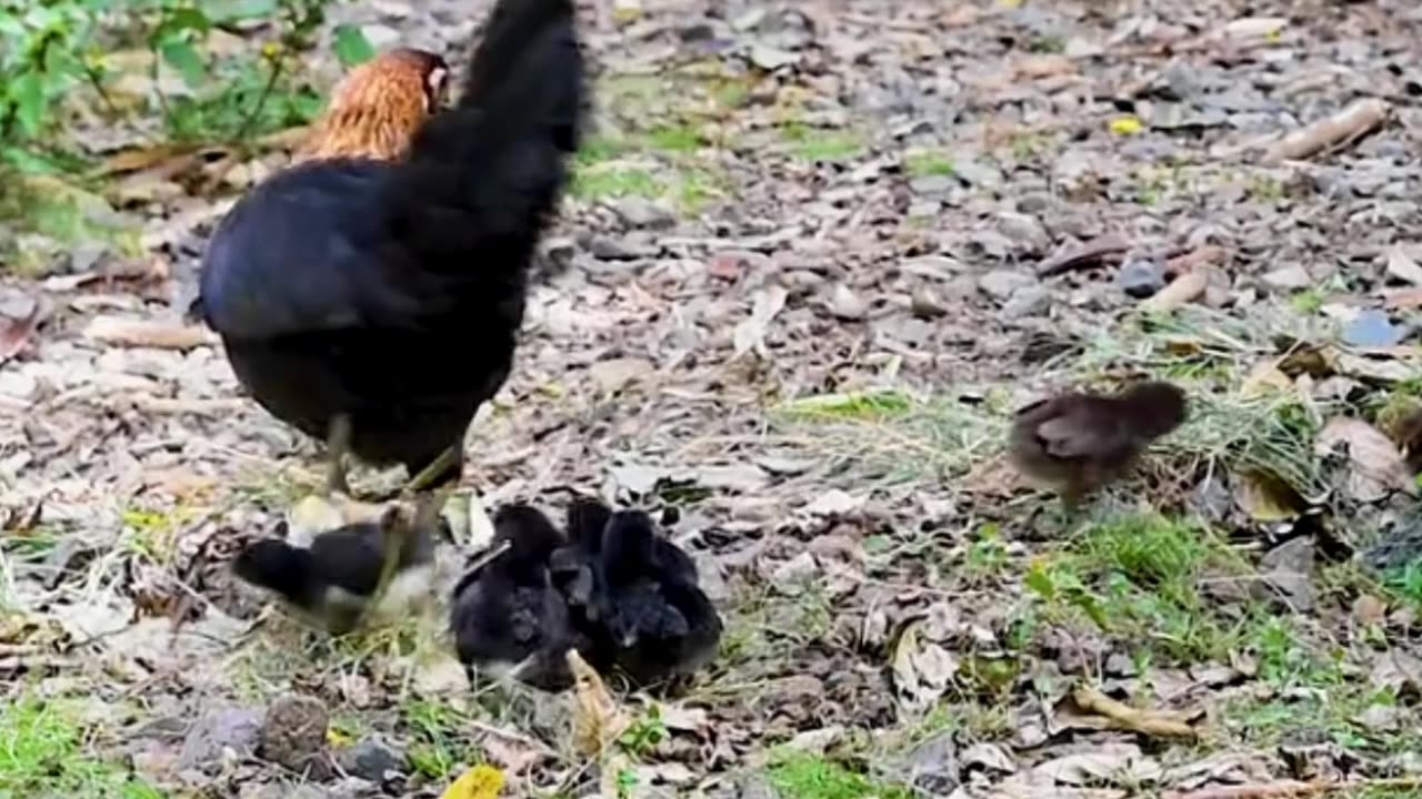 Mother Hen and her Chicks