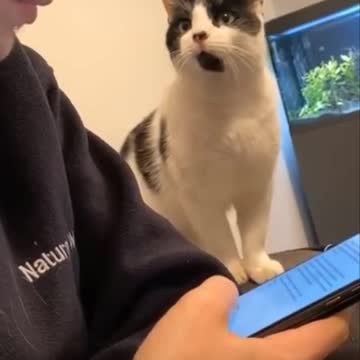 My cat wants attention! He gives a different affection.