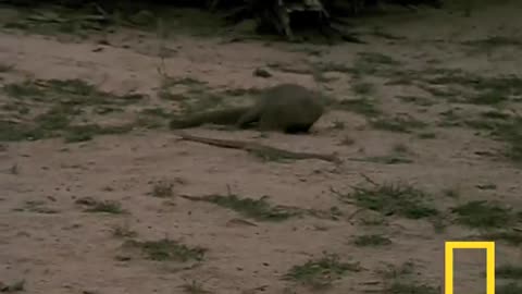 Cobra vs. Mongoose | National Geographic