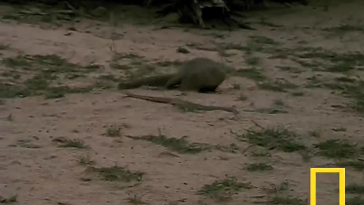 Cobra vs. Mongoose | National Geographic