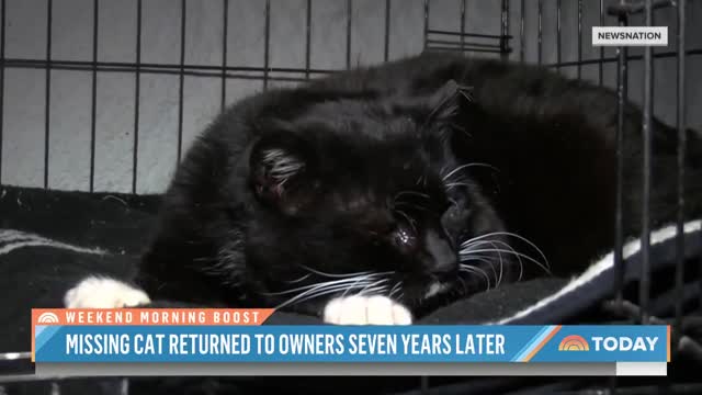 Missing Cat Returned To Owner – 7 Years Later