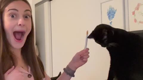 Kitty Cat Scans