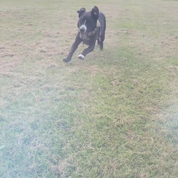 Max is getting lightning fast lol