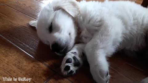 Cute golden retriever puppy sleeping