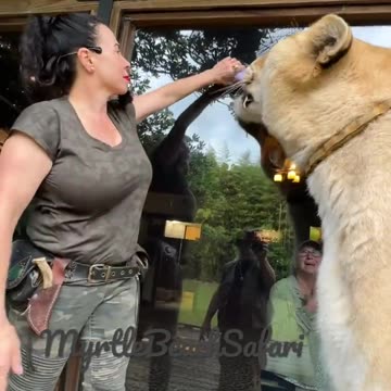 The worlds largest cat. Guinness, book of world records three times. Liger MyrtleBeachSafar