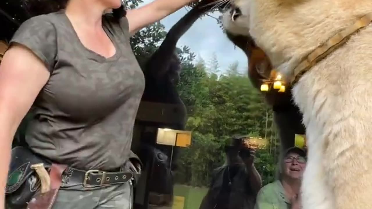 The worlds largest cat. Guinness, book of world records three times. Liger MyrtleBeachSafar