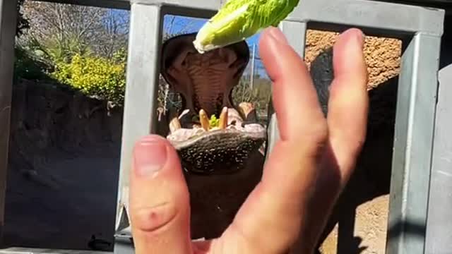 Hippo snack time! 🥬🦛