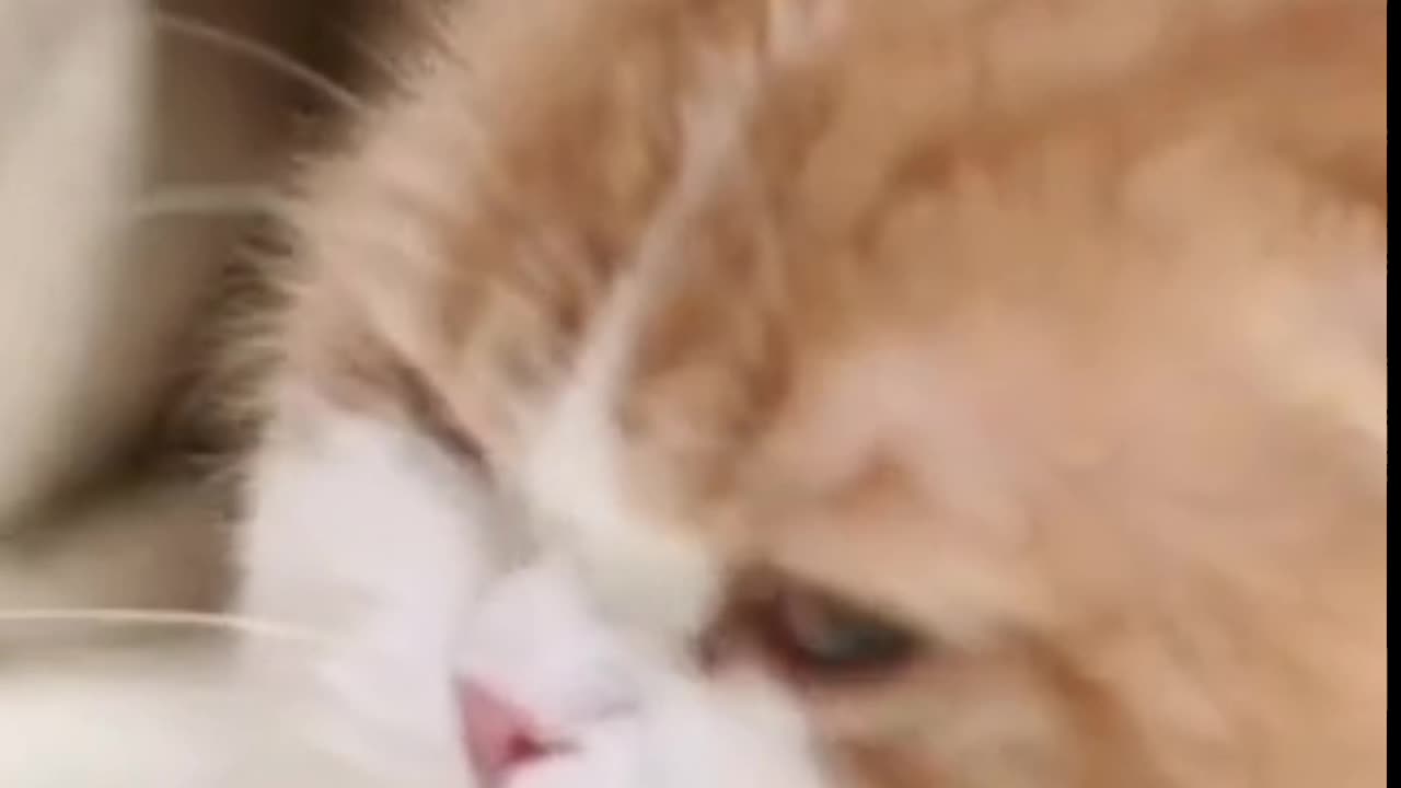 Cute chubby cat meowing