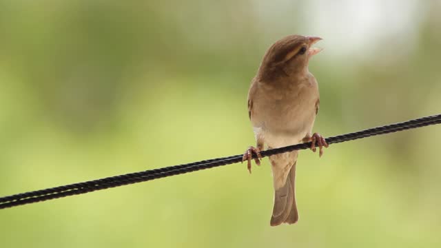 small AND very nice bird most available in india