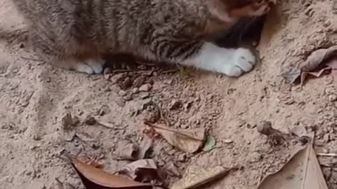 Catching snakes. #funny #cat