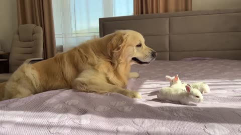 Golden Retriever Meets Tiny Bunnies for the First Time