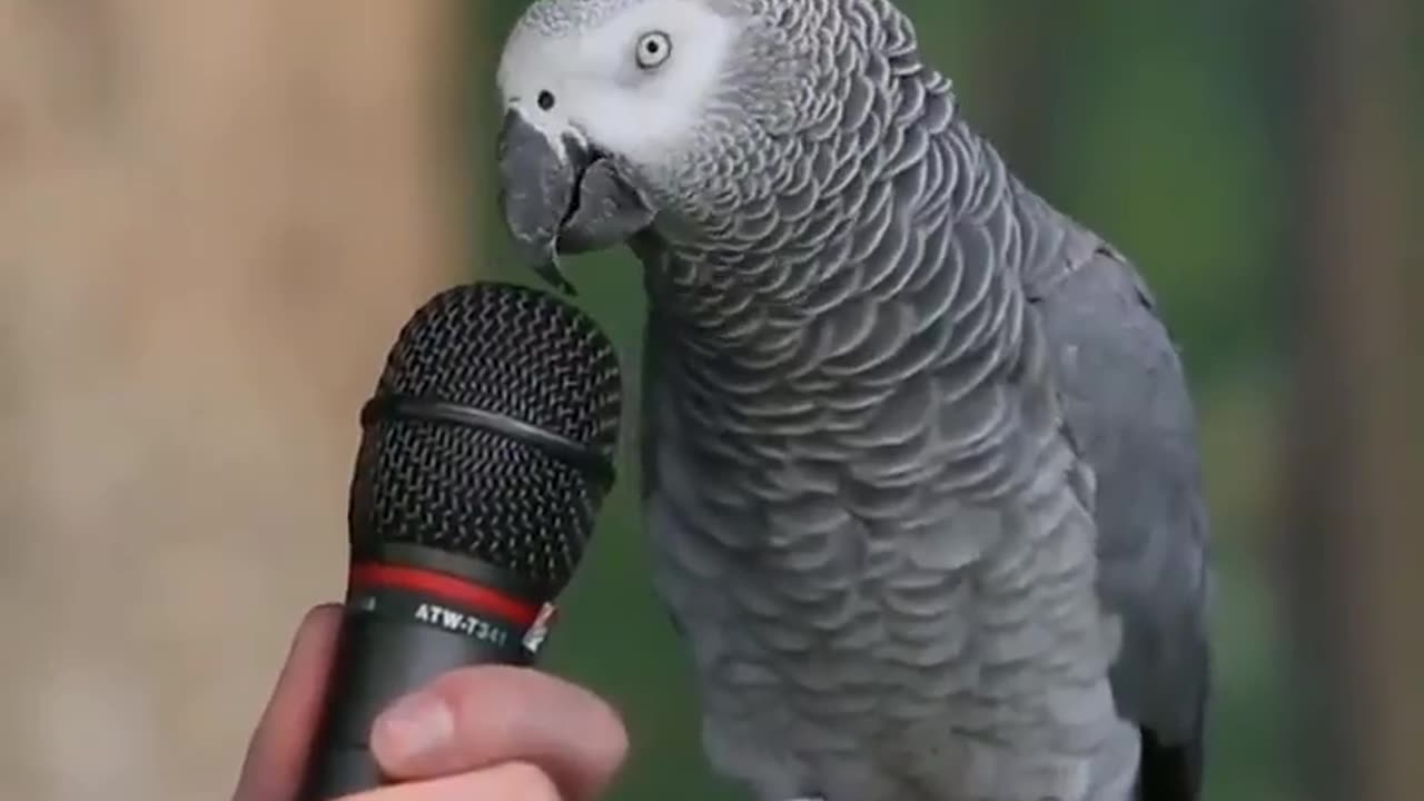 Have you seen anything like this? A parrot doing some impressions.