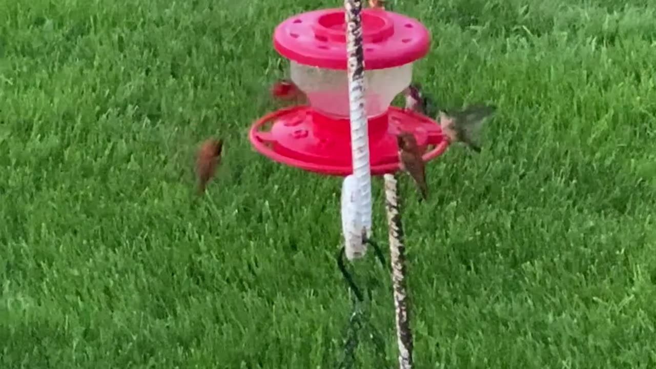 North Idaho hummingbirds 5/11/2023