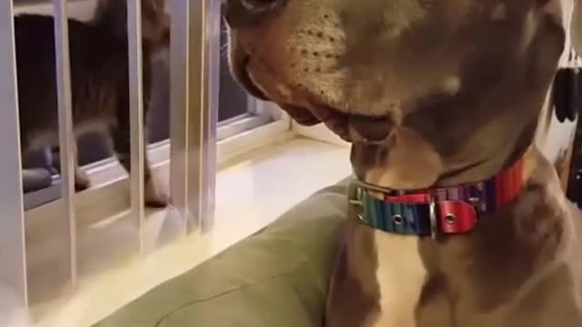 Kitten boops great Dane in the nose