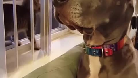 Kitten boops great Dane in the nose