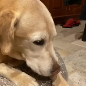 Various instances of pets being petted by residents