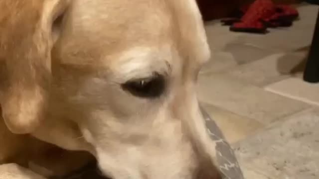 Various instances of pets being petted by residents