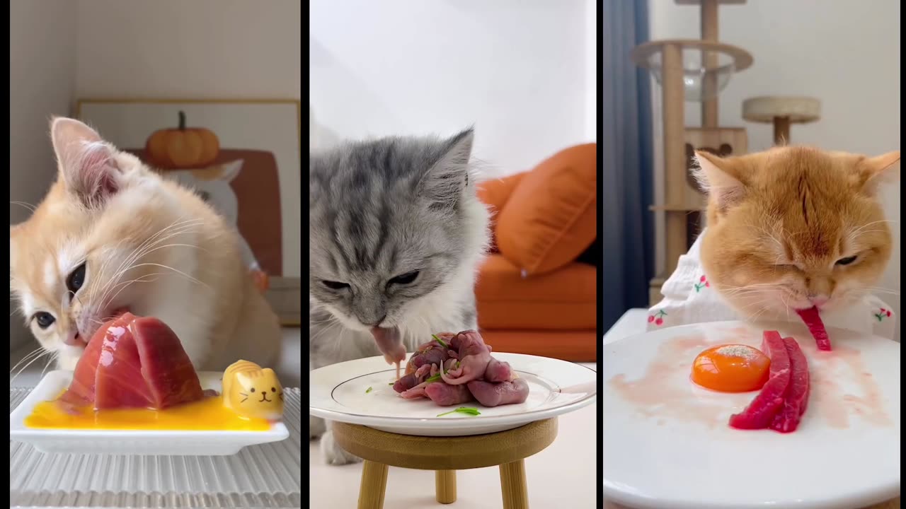 Cat Mukbang ASMR