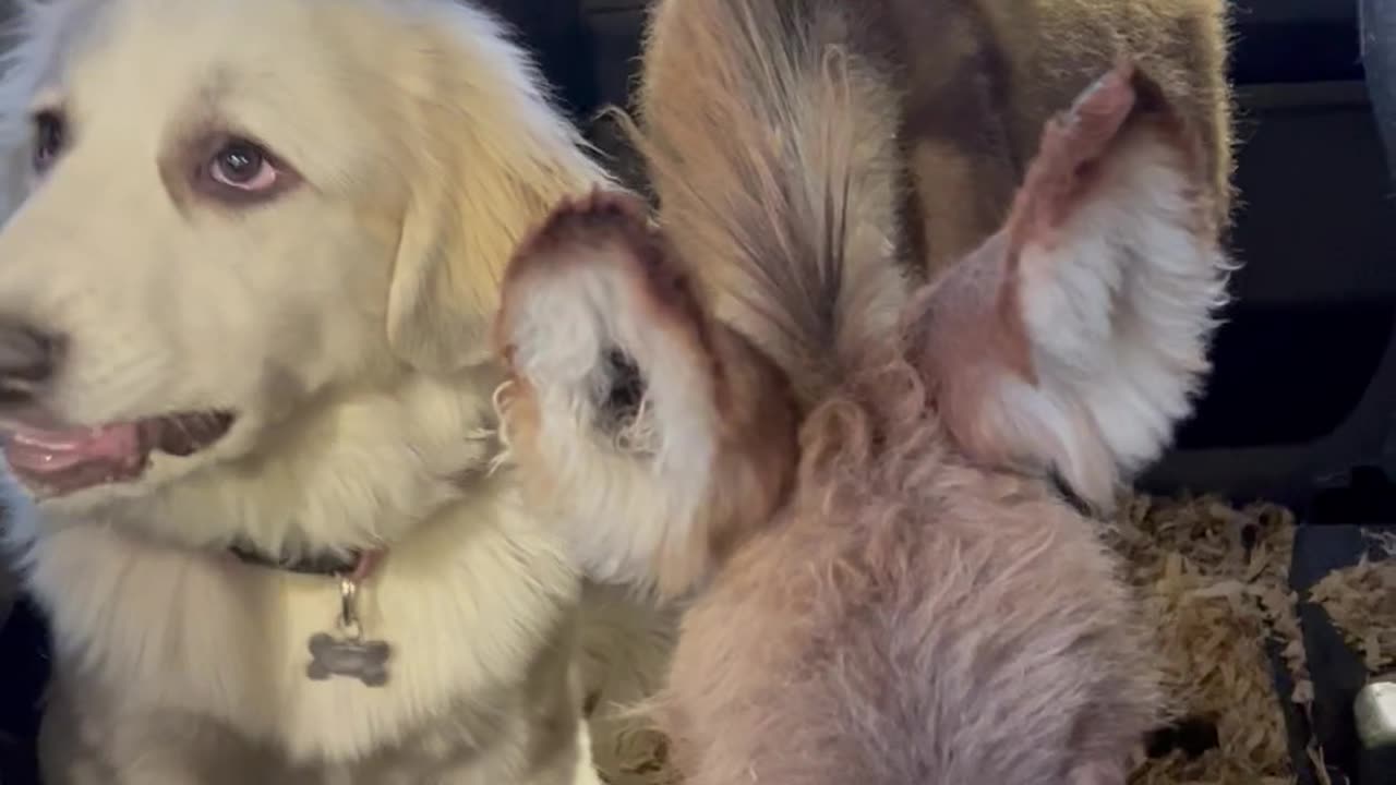 Dogs and Donkey Ride Together In A Truck