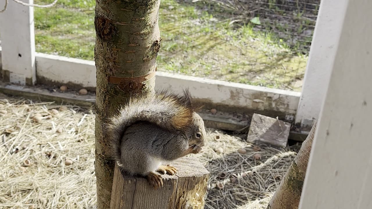 Squirrel Asking for Food