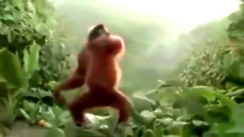 El baile del mono jugoso 🙄🙄😄😄😄