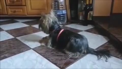 Funny video of a fast cat and an angry dog