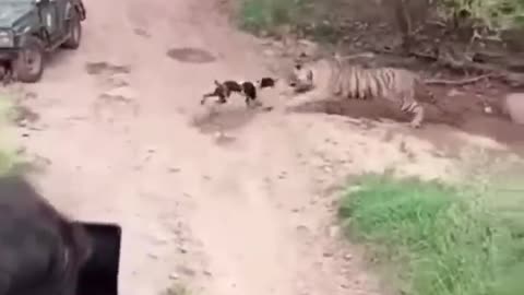 Tiger attack the dog
