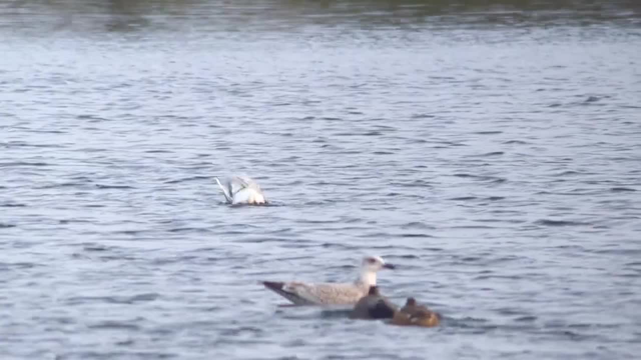 Adult Mediterranean Gull, Winter's Pond,East Halton,Lincolnshire,UK,26.11.22