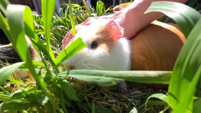 Guinea pig paradise!