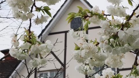 Beautiful White Flower House