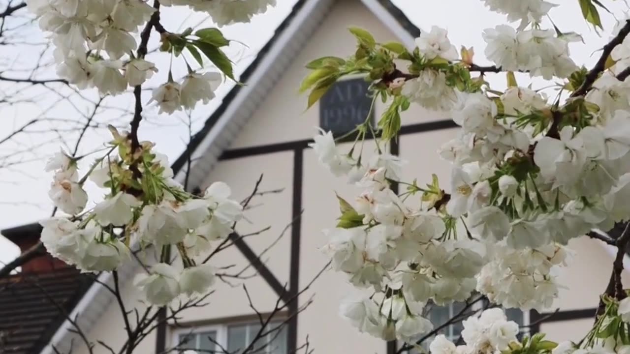 Beautiful White Flower House