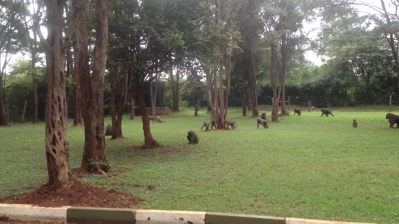 African Orangutan in Kenya