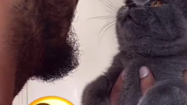 Talking funny cat 🐈